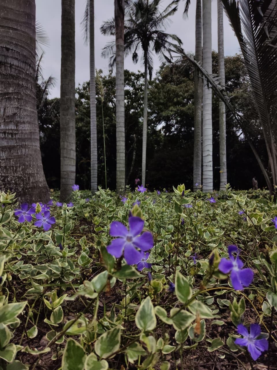 Purple flowers in front of a row of tall palm trunks