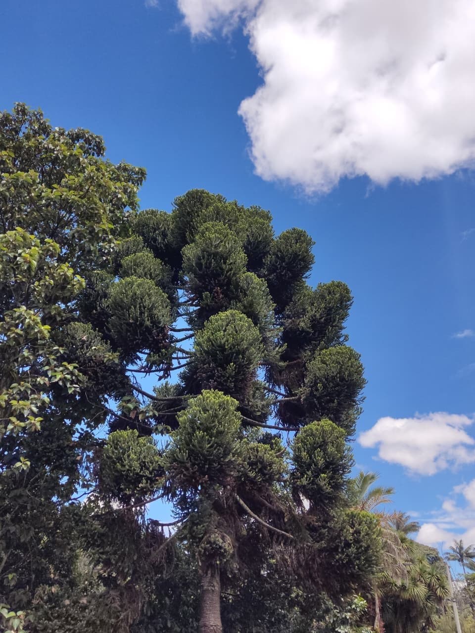 Tall tree against a deep blue sky with white clouds