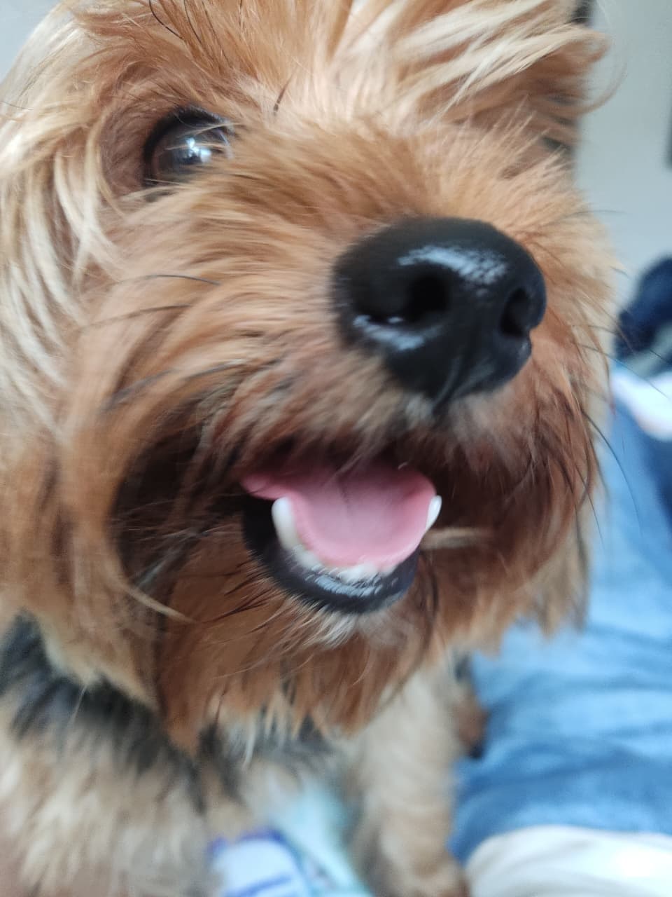 Close-up of Plinio, a Yorkshire terrier, looking at the camera