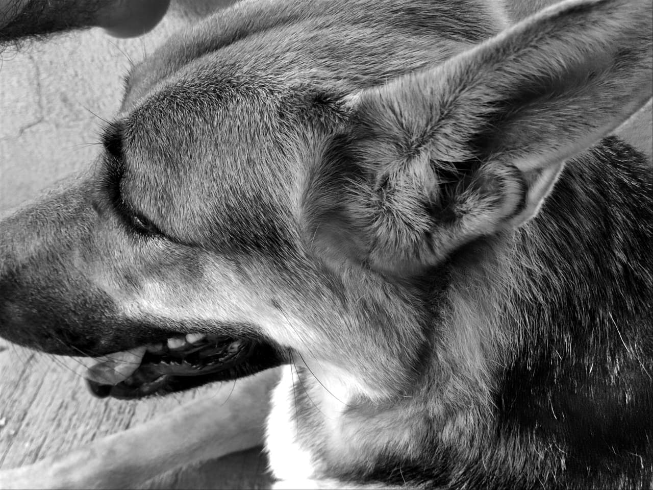 Black-and-white close-up of Thera, a shepherd dog, in profile